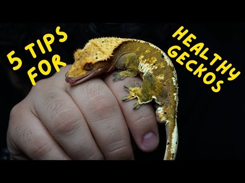 5 Easy Ways To Keep Your Gecko Healthy!