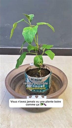 🌱💧 You’ve never seen a plant drink water like this! | The secret of absorption revealed