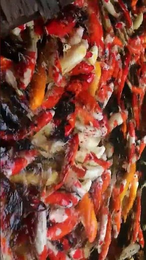 Most Beautiful Japanese Fish | Rare & Colorful Species You’ve Never Seen!