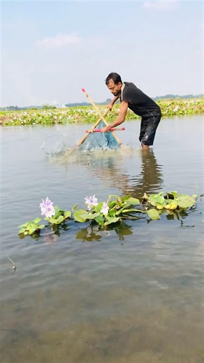 Fresh Native Fish Caught in Net #shortsfeed #shorts #fishing #fish #fishingtechniques #village