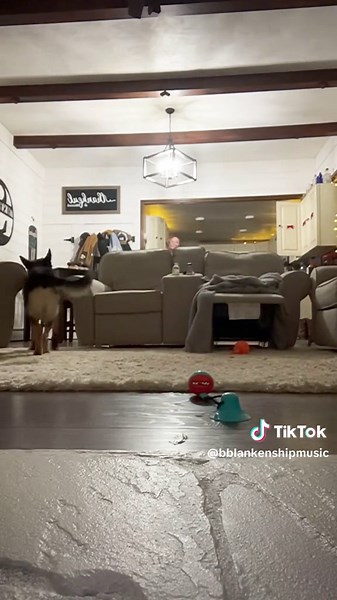 Hilarious German Shepherd Talking Doggo Video