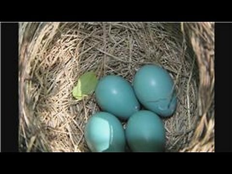 Bluebirds : What Is a Bluebird's Life Cycle?