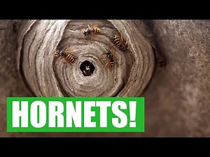 Yellow Jackets - You Won't Believe How EASY This Is! - Professional Tutorial