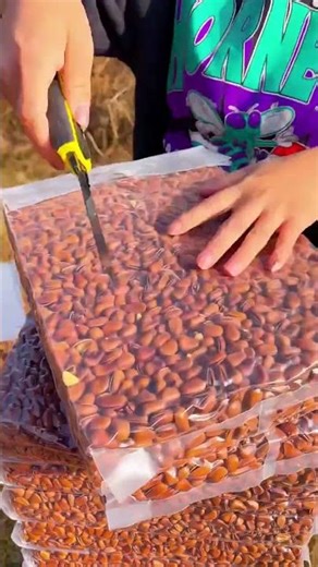 🌰 Amazing Pistachio Processing | From Farm to Factory | How Pistachios Are Made