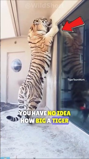 The Largest and Most Powerful Tiger Ever! 🐅🏋️‍♂️