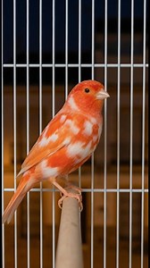 19K views · 993 reactions | The intricate red and white pattern of this Canary looks stunning against the dark background ​#RedCanary #VariegatedCanary #Canary #Birds #Nature #Wildlife #BirdPhotography #BirdWatching | Ranger Canary | Facebook