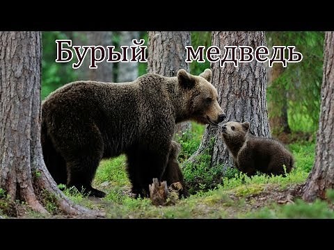 Голоса и звуки диких животных России.