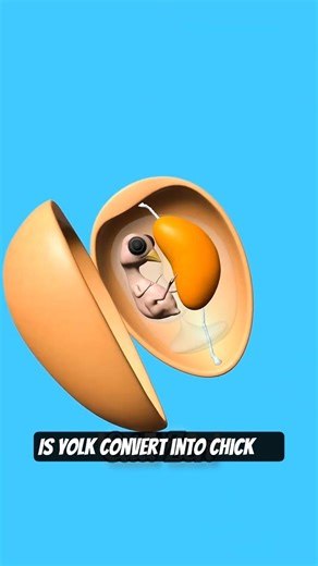 The Truth About Egg Yolk. #shorts #nobatidao