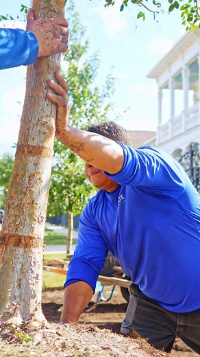 Welcoming two new Chinese Lacebark Elm to this front lawn ✨ Known for its beautiful peeling bark and fast-growing shade, this tree brings year-round texture and winter interest. A timeless, standout addition to elevate any landscape. #houstonheights #treeinstallation #outdoorliving #landscapeinstallation #CurbAppeal #riverbirch #reelsfb #explorepage | Hogue Landscape Services | Facebook
