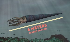 The Shells of Squids Tells The History of Life In The Ocean | Reef Builders | The Reef and Saltwater Aquarium Blog