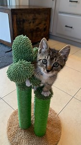 CACTUS CATS: #UncleSprout and his Junior mini-me, Teeter. 🌵 🐱 #thefunneverends #cactus #cats #kittens #family #foster #fun #kittendergarten #ohsocute #awwww #becomeafoster #fosterkittens #saturdaymorning #caturday | Furbabies