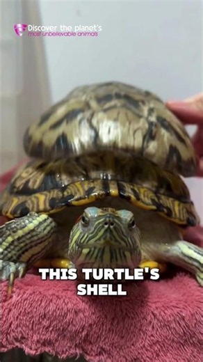 Never Peel These Layers Off a Turtle’s Shell! 🐢😳 #turtle #tortoise