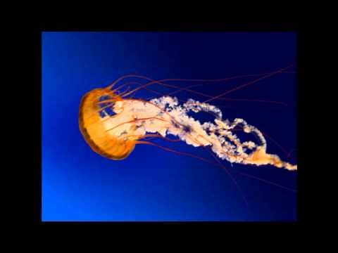 テレホン人生相談74 回答者大原敬子