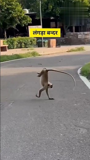 😱 लंगड़ा बंदर 😂😂#shorts #thetharpuns #funny #ytshorts #comedy #monkey #dogshorts