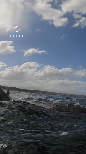 2.4M views · 47K reactions | Great White Shark Clamps Down Hard | White Shark Ocean | Facebook