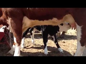 Beefalo calf nursing