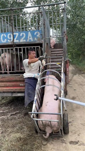 PiggFarming on Instagram: "3 Ways to Raise Pigs for BIG Farmhouse Profits! 🐷💰 Want to turn pig farming into a highly profitable business? In this video, we’ll show you three powerful ways to raise pigs in a farmhouse setting and maximize your earnings. Whether you’re just starting out or already farming, these practical tips will help you boost your farm’s profitability while ensuring your pigs grow healthy and strong. We’ll cover: ✅ The best pig breeds for fast growth and high returns ✅ Feedi