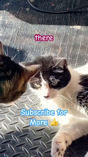 Oh Hello There! Says Alien cat #ClichéCat ￼