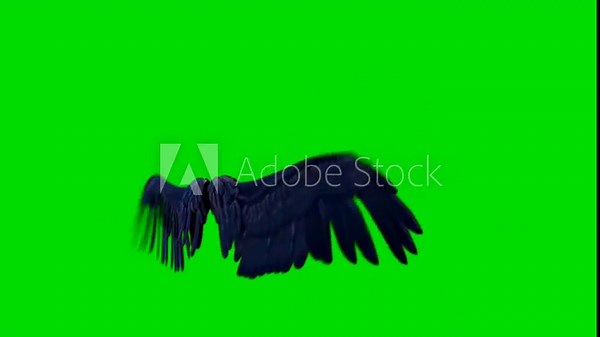 Black bird wings flapping on green screen background, isolated feather animation for VFX, compositing and fantasy scenes, realistic flying motion element for cinematic editing and creative projects