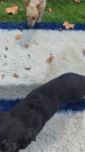 5.1K views · 92 reactions | Luka ( Black Lab female) and Candy (Red...