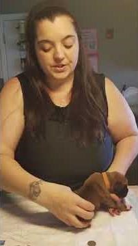 Educational video, how to band boxer tails