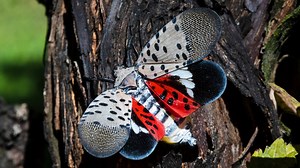 See a Spotted Lanternfly? US Officials Want You to Kill It