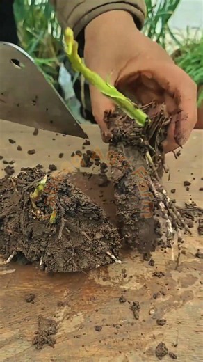 Root Division and Tuber Propagation Technique 🪵🔪 #ASMR #Satisfying #LabeeqAgriFarm