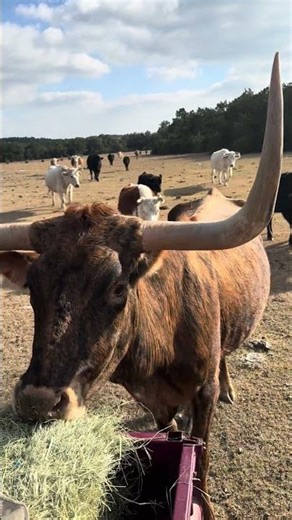 Longhorn Helps Herself to Hay 🐄🌾