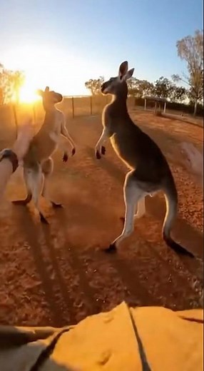 Kangaroo Fight Ends in Shocking Knockout #kangaroo #kangaroofight #animals #zoo