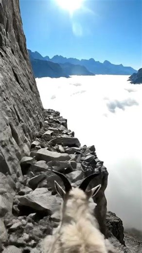 Sprinting Above the Clouds ☁️🐐