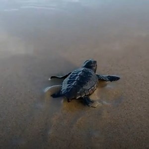85K views · 184 reactions | This conservation group recorded a baby turtle learning to swim and it’s the cutest thing ever. Credit: https://www.instagram.com/institutobiota/ | In The Know Conservation | Facebook