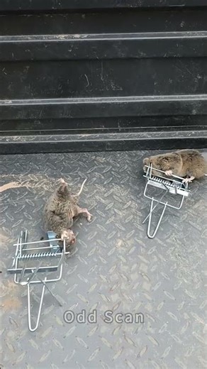 Trapped Rodent | #Shorts #PestControl #RealLife