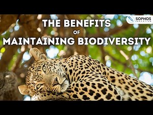 Edexcel only: Benefits of Maintaining Biodiversity