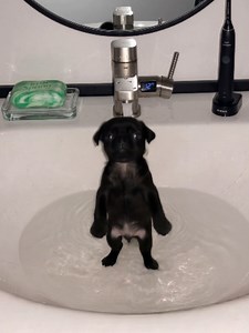 Why Nugget Loves Sinks: Cute Dog Behavior Explained