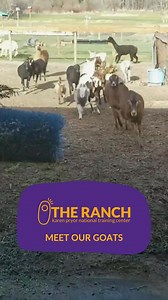 Why settle for ordinary when you can learn in an extraordinary place? From classroom theory to working with goats, mini donkeys, llamas, and alpacas, all in one immersive place. Ready to take your training to the next level? Learn more from Ken Ramirez at our National Training Center, The Ranch, in Graham, WA. | Karen Pryor Clicker Training