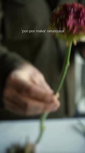 Explore how Nicolai Bergmann Flowers & Design designs a Valentine’s Day bouquet in deep, moody tones. ❤️🌿 Roses, ranunculus, and calla lilies come together in dark shades, anchored by leafy greens to create an arrangement that feels intimate, refined, and quietly dramatic.😍 #masterflorist | Master Florist