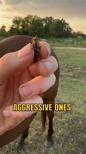 Horse Flies: The Most Aggressive Bloodsuckers