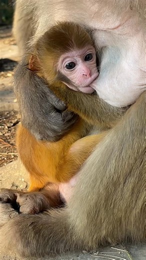 Monkey video #monkey #monkeylove | monkey page