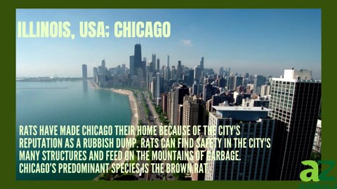 Rat Population: 5 US States With the Most Rats