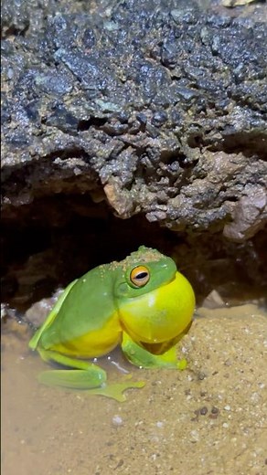 Red-eyed Tree Frog Calling 🐸 #shorts #short #fyp