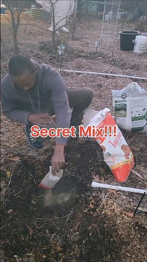 Mastering Watermelon Fertilizing Tricks #growingwatermelons #organicfertilizer