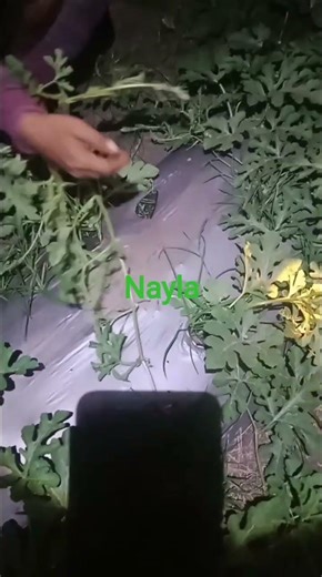 watermelon Farming