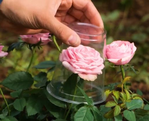 10K views · 55 reactions | Small Garden Hacks That Make A Big Difference | 3-Minute Hacks | Facebook