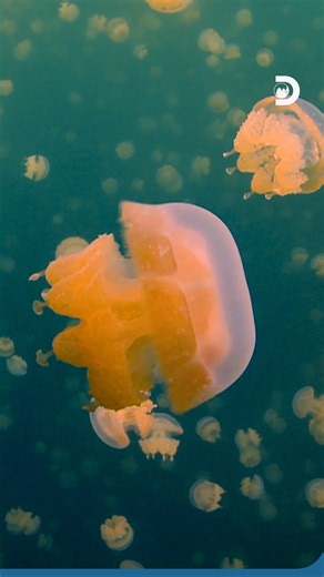 12K views · 49 reactions | They glide. They shimmer. They mesmerize....