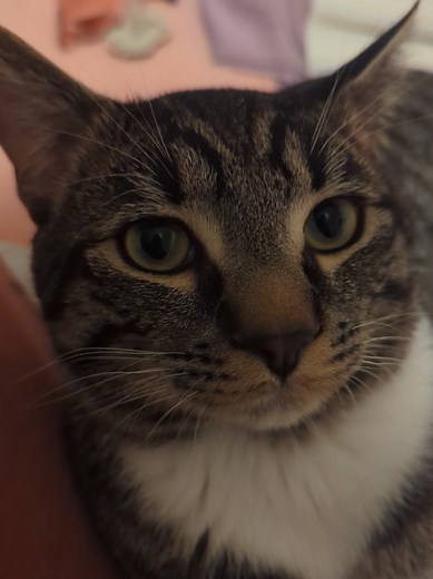 Cats Playing: Baby and Rainy's Funny Moments
