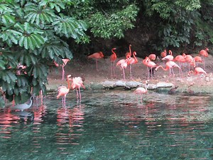 Parque Zoologico Nacional (National Zoo Park) in Santo Domingo, Dominican Republic