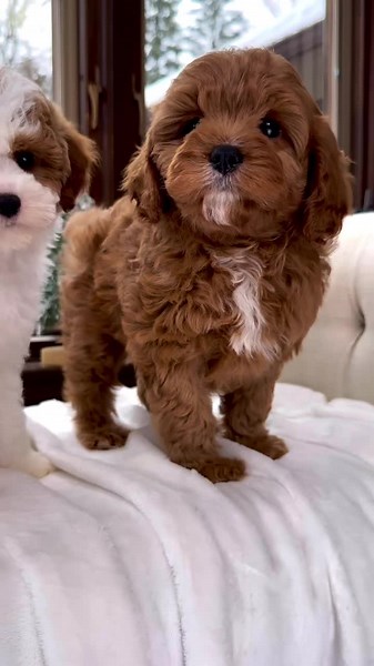 COCKAPOO PUPPIES FOR ADOPTION on TikTok