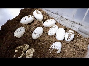 A bunch of giant eggs came out of the ground.