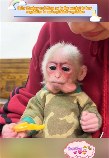 Baby Monkey and Mom's Market Adventure for Vegetables