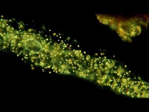Amoeba In Motion. Extreme Detail. 400X. 1080p!